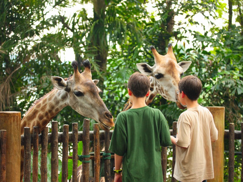 Al Bioparco di Roma vivi i Safari Night, le visite notturne dell'Estate