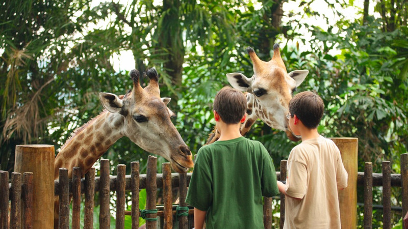Zoo giraffa